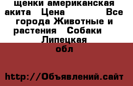 щенки американская акита › Цена ­ 30 000 - Все города Животные и растения » Собаки   . Липецкая обл.